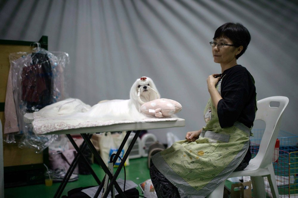 Dog Show in South Korea