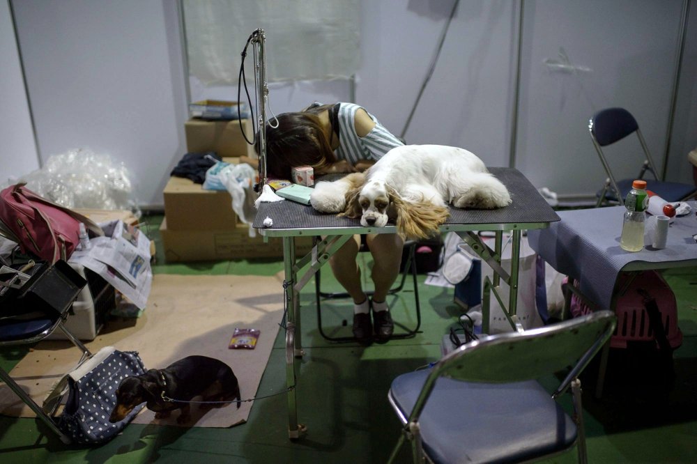 Dog Show in South Korea