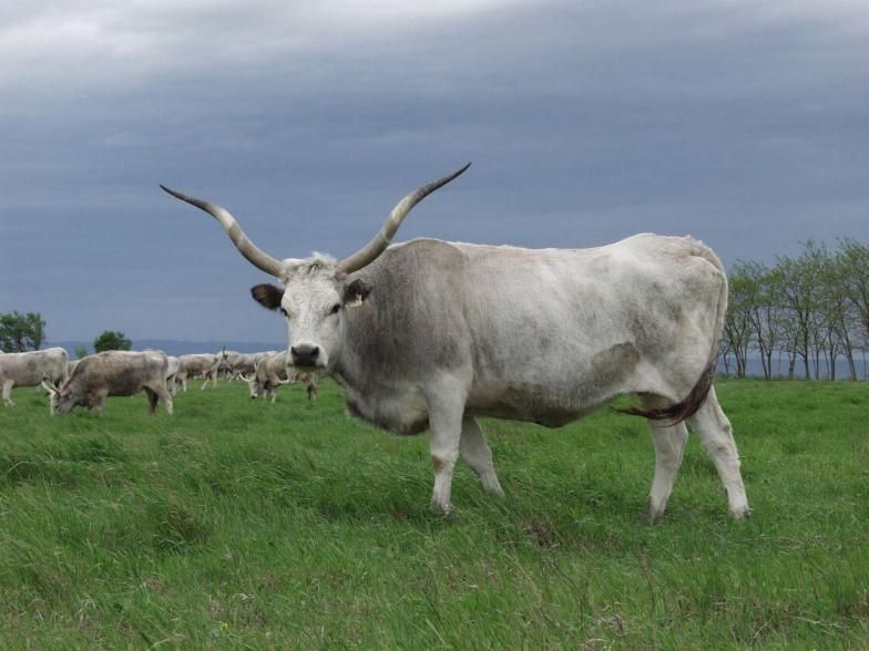  Farm of Hungarian Gray cows, Botar 