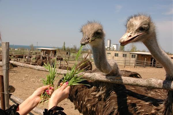 Ostrich Farm