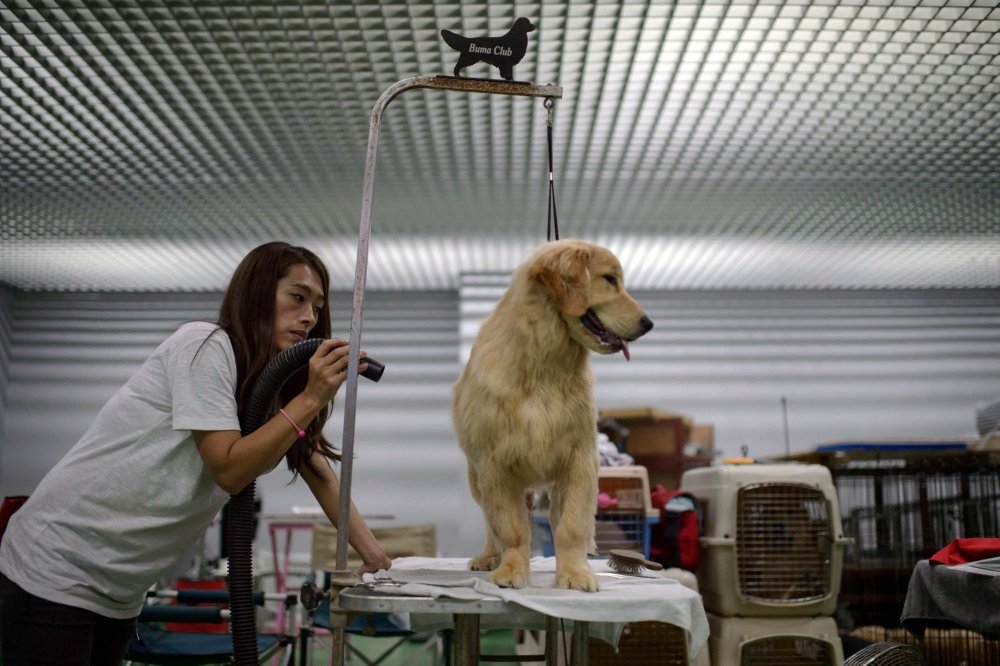 Dog Show in South Korea