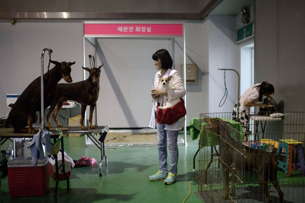 Dog Show in South Korea