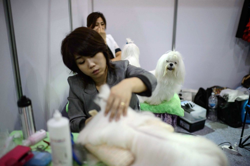 Dog Show in South Korea