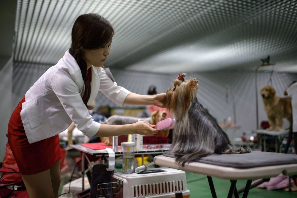 Dog Show in South Korea