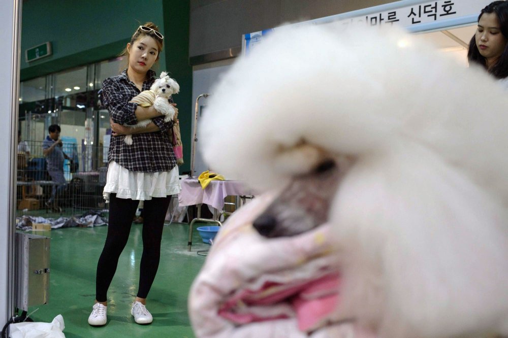 Dog Show in South Korea
