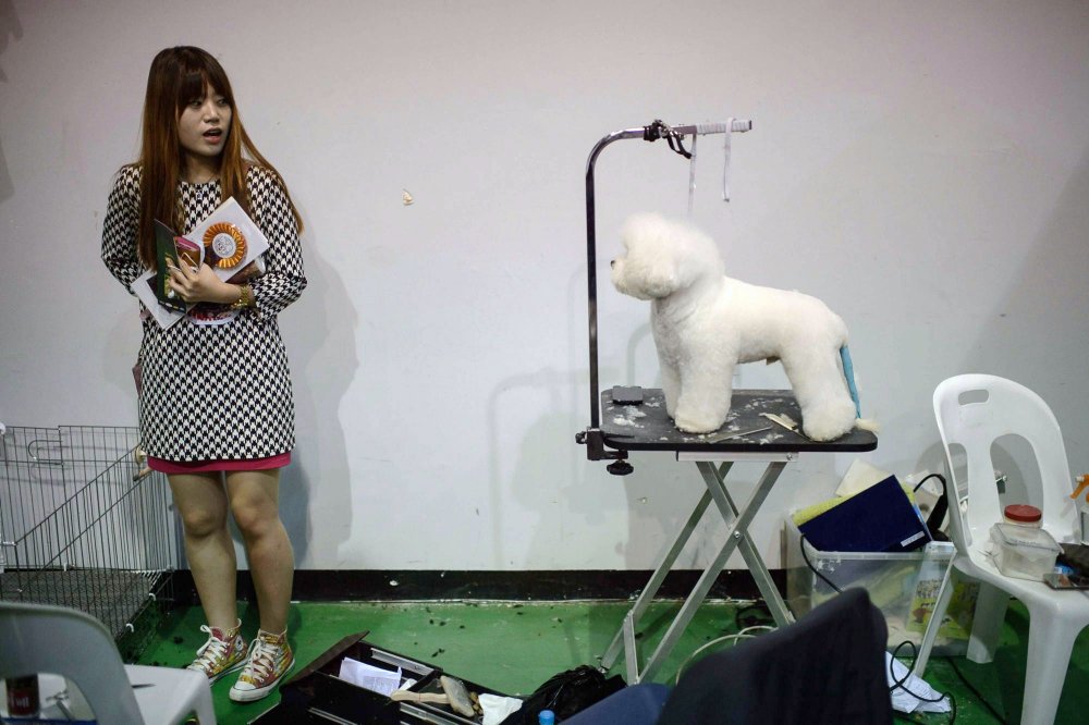 Dog Show in South Korea