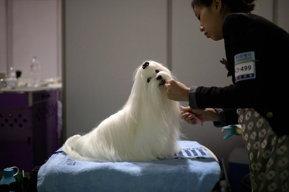 Dog Show in South Korea