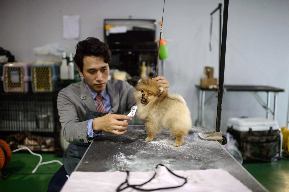 Dog Show in South Korea