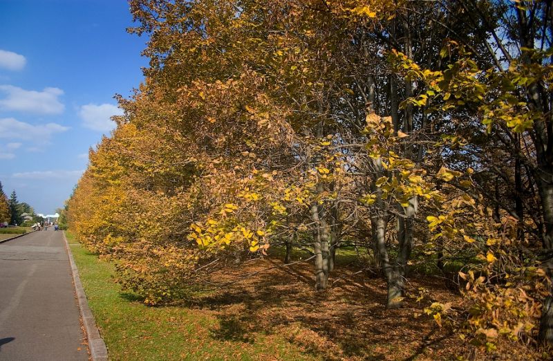  Krivorozhsky Botanical Garden 