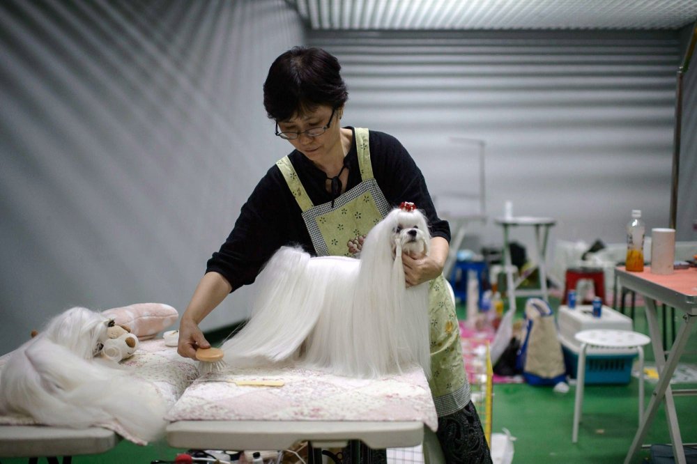 Dog Show in South Korea