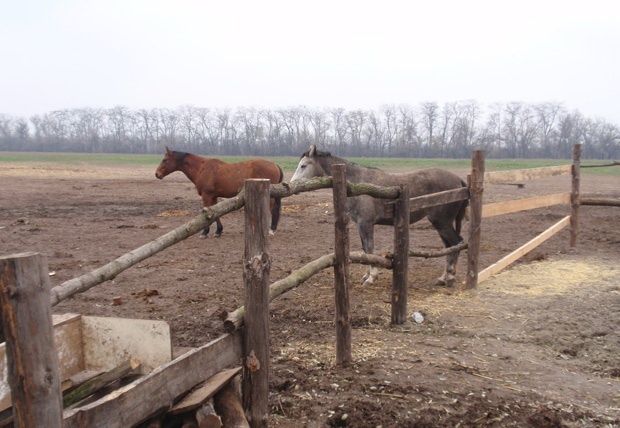  Cossack pledge, Khortytsya 