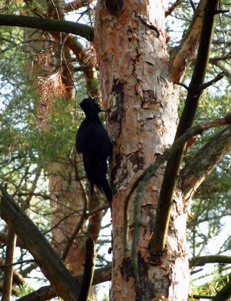 Piryatinsky Nature Park