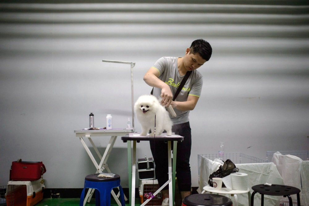 Dog Show in South Korea