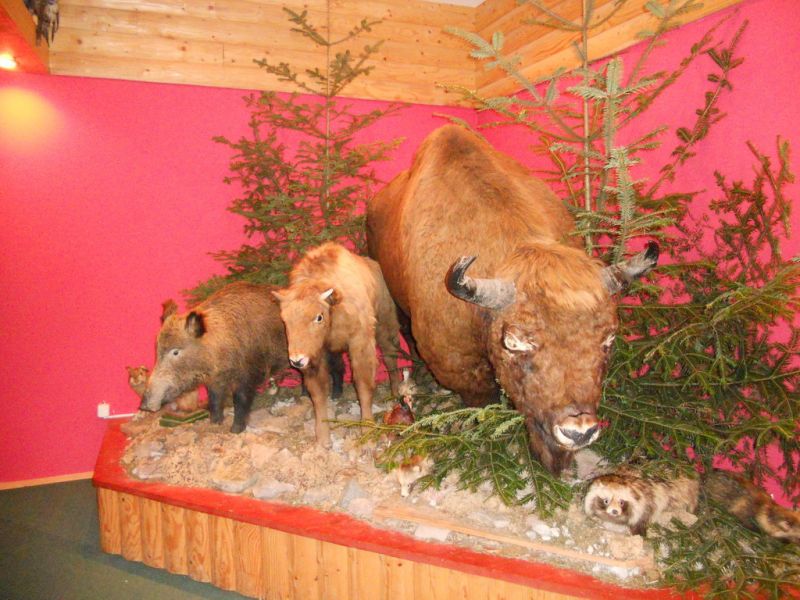  Museum of the Carpathian Flora and Fauna 