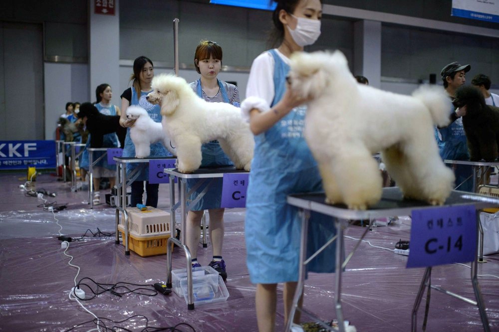 Dog Show in South Korea