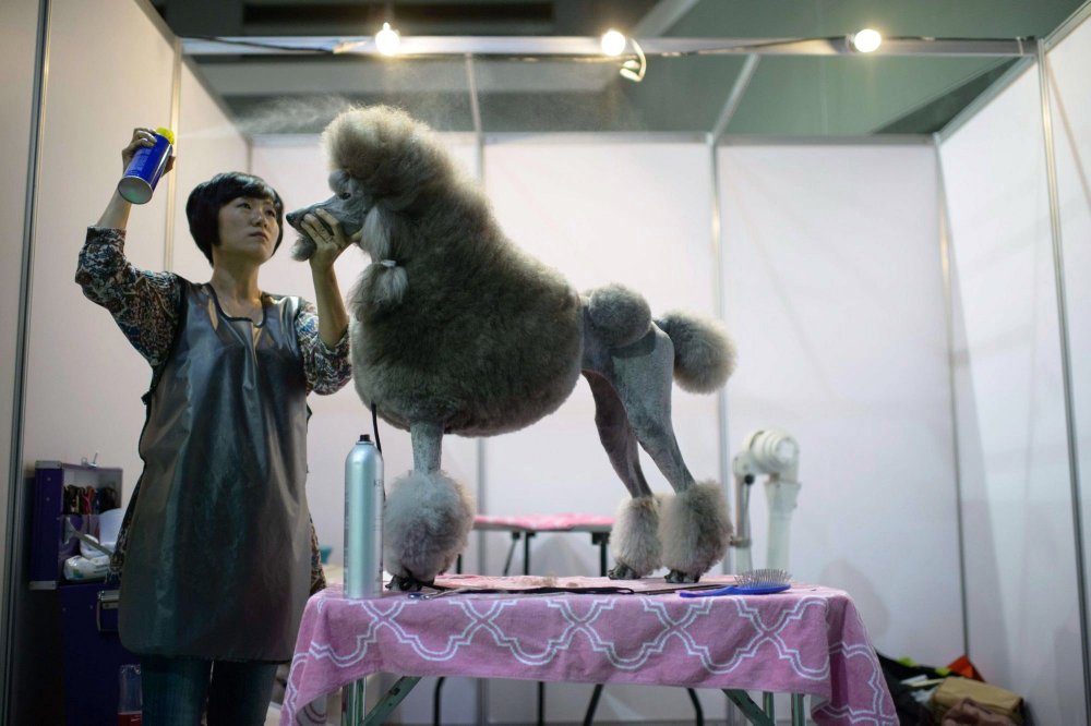 Dog Show in South Korea