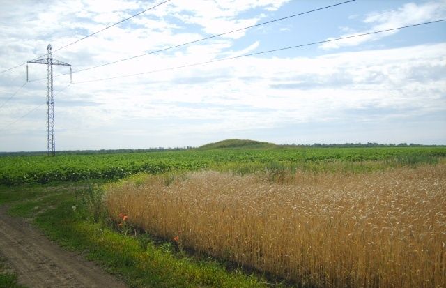  Курган Могила-Натальївська, Запоріжжя 