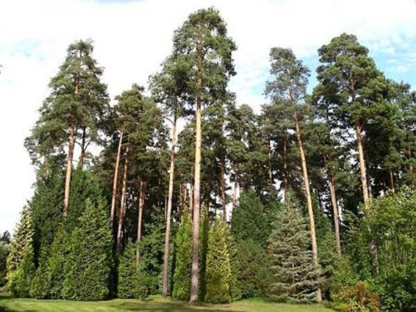 Pine trees 200 years old, Sosnovka
