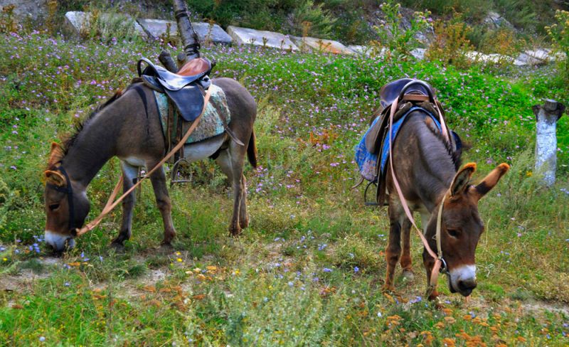 The donkey farm