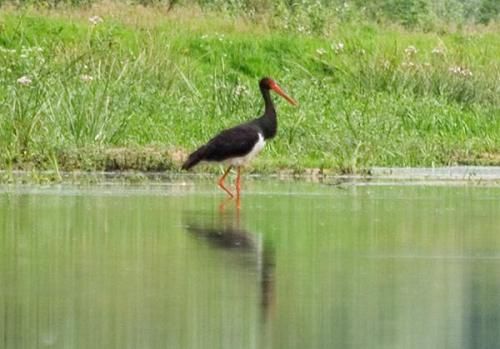 Desniansko-Starogut National Nature Park