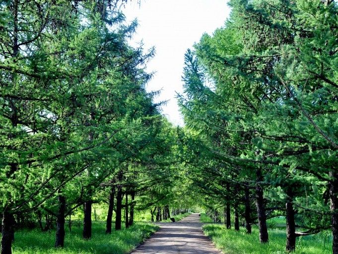 Donetsk Botanical Garden of the National Academy of Sciences of Ukraine