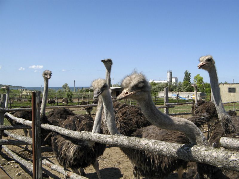 Ostrich Farm Ostrich