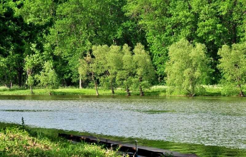Великоанадольский лес
