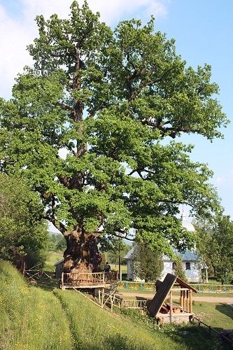 600-year-old old oak, Svyatogorsk