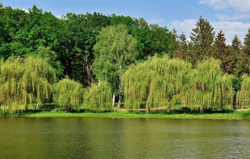  Velikoanadolsky Forest 