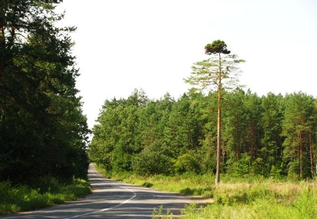 Дерево сосна Ведьмина метла