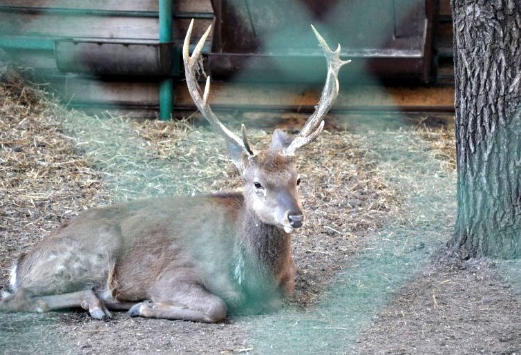  Zoo on the territory of the Donetsk Metallurgical Plant 