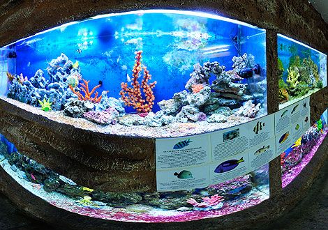 Алуштинський акваріум