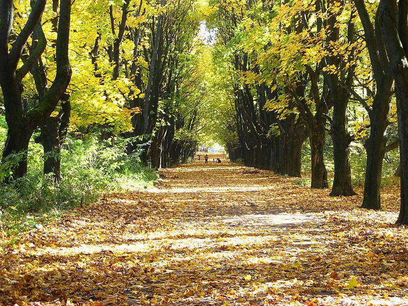 Снопковский парк