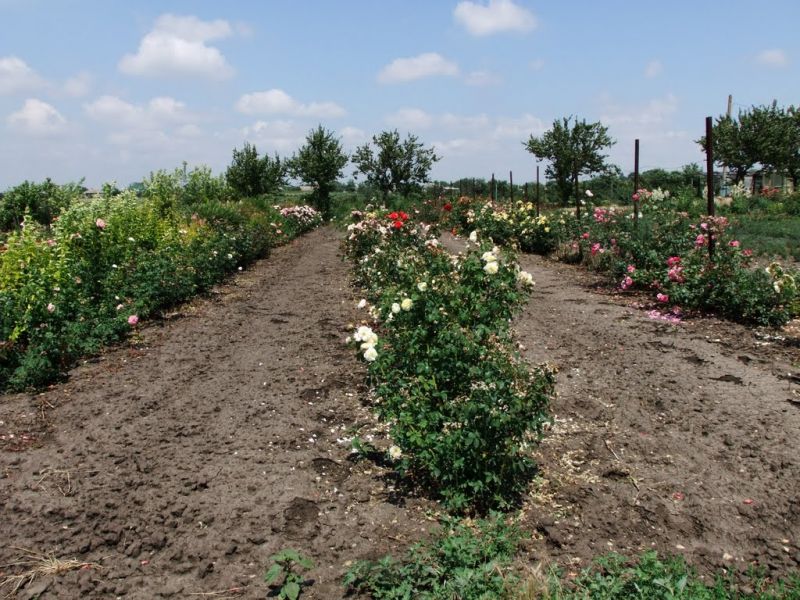 Country of free roses, Kirovo