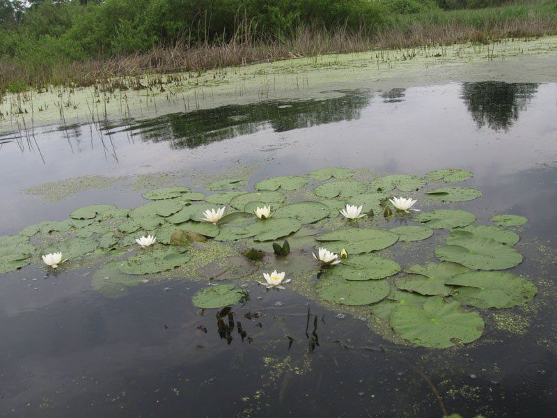  Piryatinsky Nature Park 