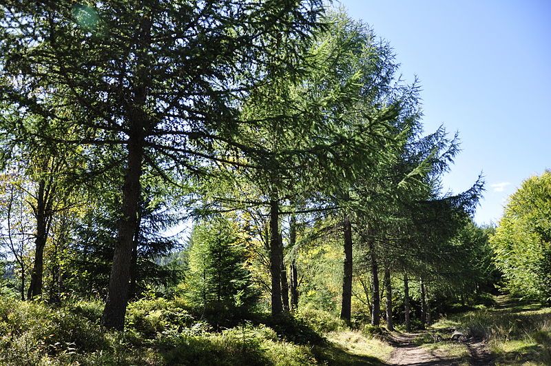 High Mountain Arboretum