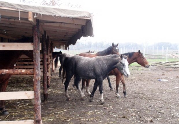  Cossack pledge, Khortytsya 