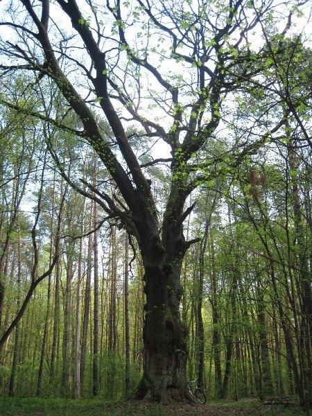  Oak tree, boatswain 