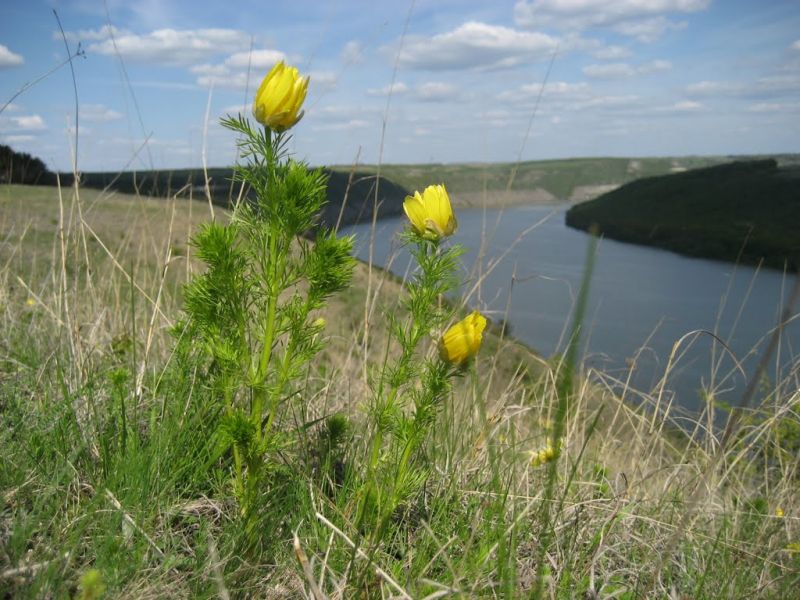 Врублевецкий лес