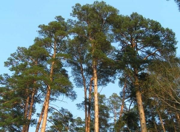 Pine trees 200 years old, Sosnovka