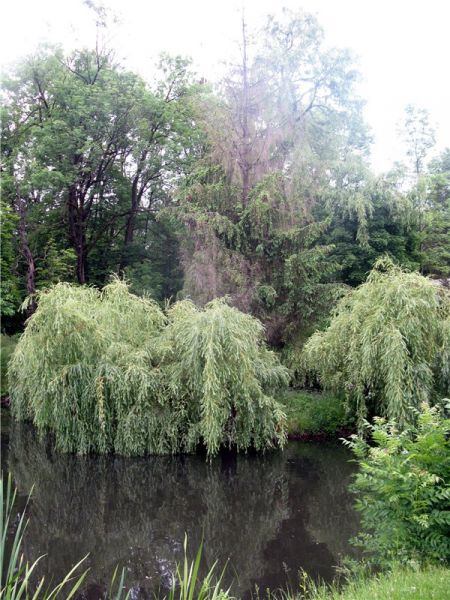 Парк «Брусницкий»