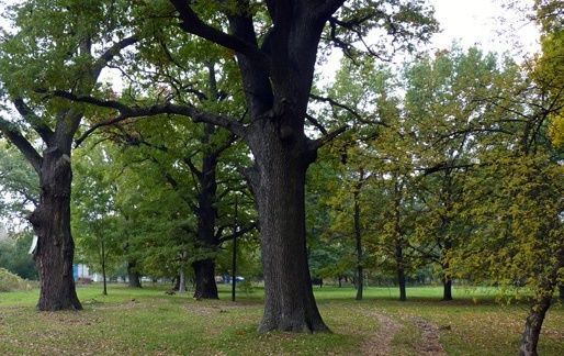 Oak Guy, Poltava