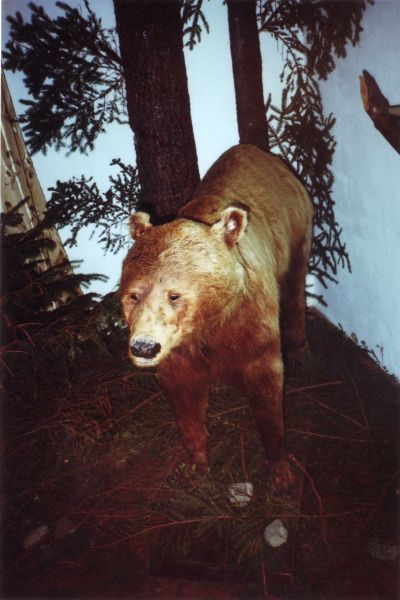 Музей бурого ведмедя, Манява