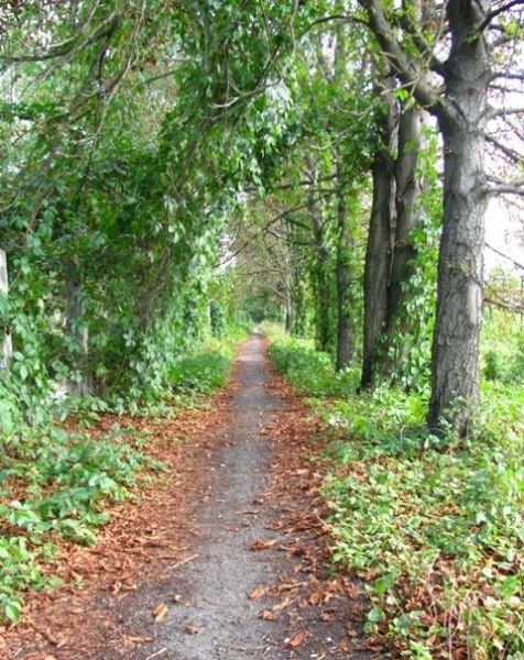  Oak alley in honor of the 30th anniversary of the Second World War, Smila 