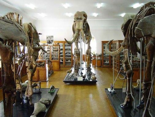 Paleontological Museum, Odessa