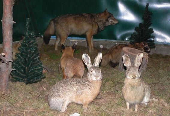  Fauna Museum, Shatsk 