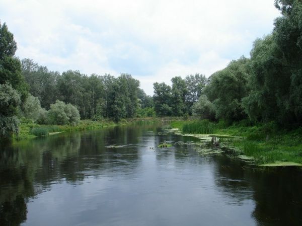 Балаклійські лісу