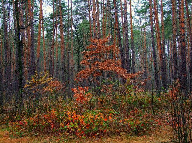 Лесопарк «Виноградарь», Киев