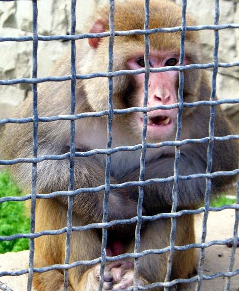 Zoo in the territory of Donetsk Metallurgical Plant