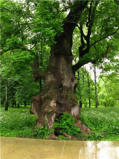 Luzhansky arboretum